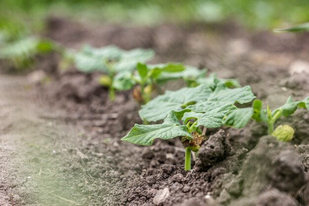 Zašto uzgajamo bez pesticida